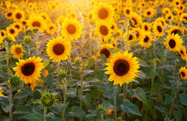Zonnebloem.webp